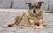 wolfshund