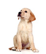 Foto: Beautiful Labrador retriever puppy Beautiful Labrador retriever puppy