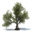 olive tree 3d illustration