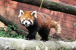 Photo: Firefox Firefox