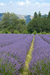 Rows  of Oregon Lavender Flowers