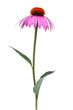 Sonnenhut (Echinacea purpurea) - einzelne Pflanze