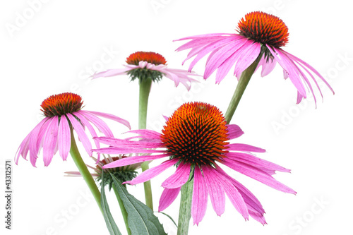 Foto: Sonnenhut (Echinacea purpurea) Sonnenhut (Echinacea purpurea)
