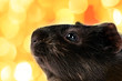 brown cavy