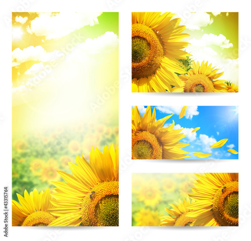 Photo: Summer web banner or backgrounds with flowers of sunflower Summer web banner or backgrounds with flowers of sunflower