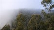 Nebel in den Blue Mountains