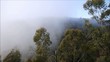 Morgennebel in den Blue Mountains