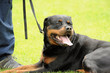 Foto: Police dog Police dog