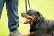 Foto: Police dog Police dog