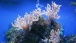 Corals