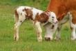 Kuhkalb
