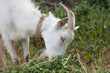 Photo: white goat white goat