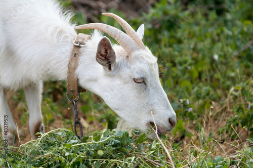 Photo: white goat white goat