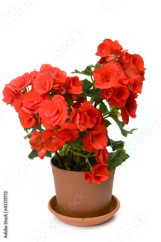 Photo: One red blossoming begonia One red blossoming begonia