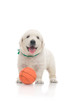 Photo: small cute golden retriever puppy, on white background small cute golden retriever puppy, on white background