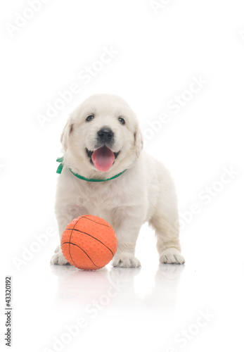 Photo: small cute golden retriever puppy, on white background small cute golden retriever puppy, on white background
