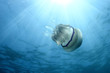 Photo: Rhizostoma Pulmo Jellyfish and sun rays Rhizostoma Pulmo Jellyfish and sun rays
