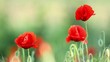 Poppy flowers in sunset light