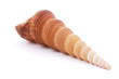Sea shell isolated on white background