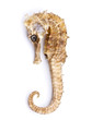 Sea horse isolated on white background