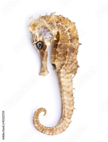 Photo: Sea horse isolated on white background Sea horse isolated on white background