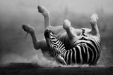 Zebra rolling in the dust - Fine Art prints