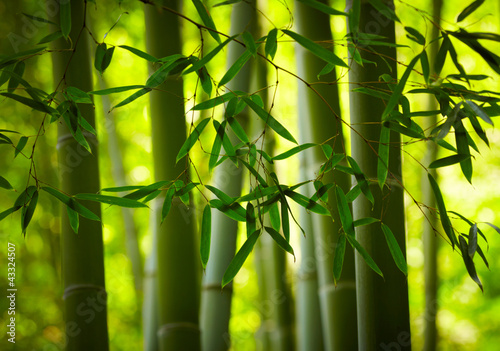 Photo: Bamboo forest background Bamboo forest background