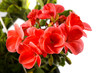 pelargonium on a white background