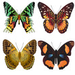 set beautiful butterfly on white background