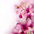 tropical orchids