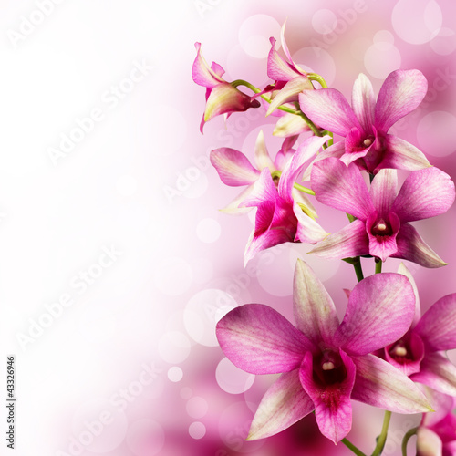 Photo: tropical orchids tropical orchids
