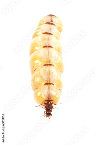 Photo: Queen termite Queen termite