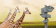 Foto: Group of giraffes lost in prairies, concept of travelling Group of giraffes lost in prairies, concept of travelling