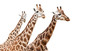Foto: Group of giraffes, isolated on white background Group of giraffes, isolated on white background