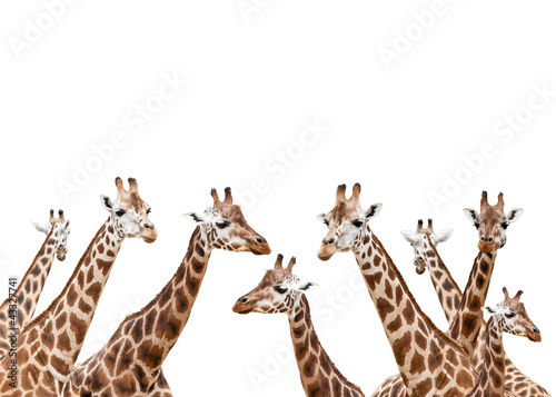 Foto: Group of giraffes isolated on white background Group of giraffes isolated on white background