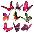 Beautiful 3D Butterflies