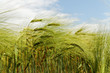 Growing barley.