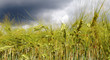 Barley field.