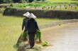 Planteuses de riz