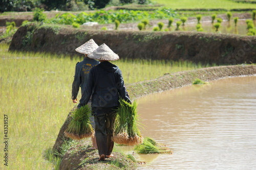 Photo: Planteuses de riz Planteuses de riz