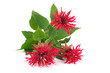 Monarda bouquet isolated on white