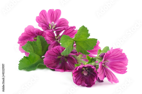 Photo: wild mallow isolated on white wild mallow isolated on white