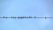 Video: Swallows on a wire Swallows on a wire
