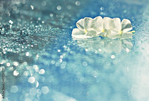 Photo: petals in the sparkles petals in the sparkles