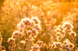 Beautiful burdock - thistle