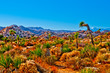 Joshua Tree Landscape