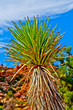 Yucca Plant