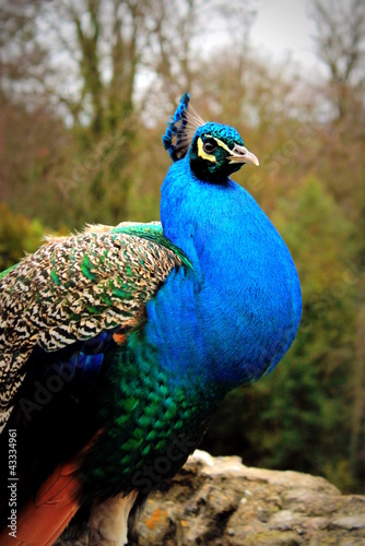 Photo: A close up of a Peacock, stood on a wall. A close up of a Peacock, stood on a wall.