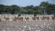 Impala herde