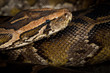 Python Snake